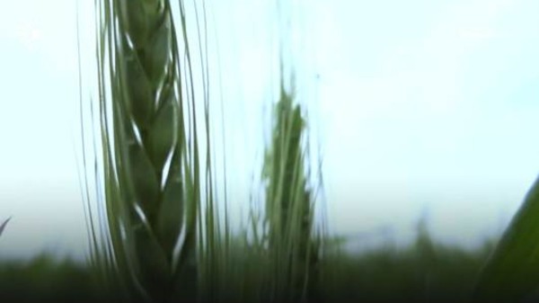 Record wheat yields anticipated amid federal purchase restrictions